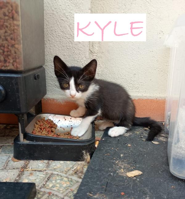 GATTINI DI 2 MESI Foto 2